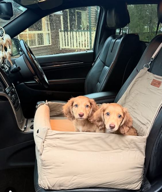 dashshund 1
