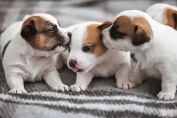 puppies for sale